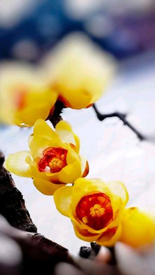 腊梅花几月开花？腊梅花开几时分？