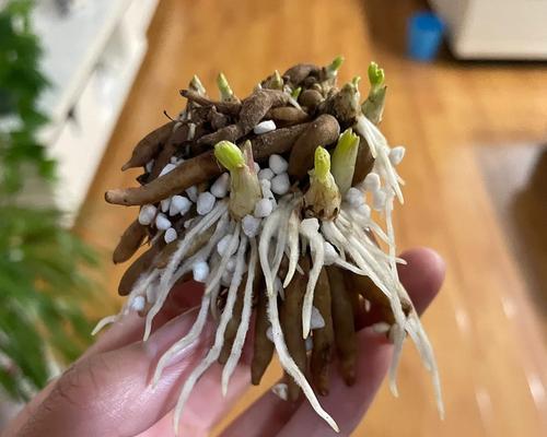 桂花种子如何催芽？催芽方法有哪些常见问题？