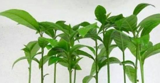 桂花种子如何催芽？催芽方法有哪些常见问题？