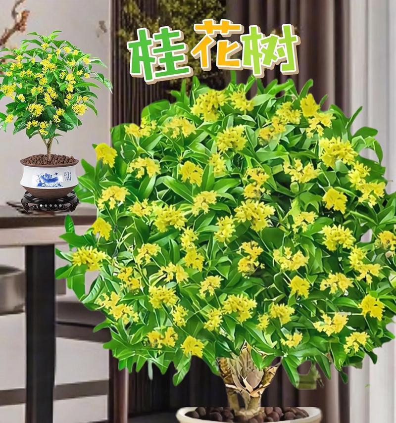 最怕阴的4种花有哪些？缺光枝叶稀疏易黄叶，只长叶子不开花，别忽视什么？