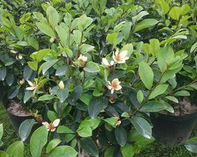 花境植物第223弹——含笑花是什么？寓意成功和胜利的花卉有哪些？