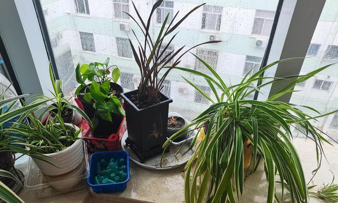 我的小盆栽长得真慢，这是为什么？如何解决？