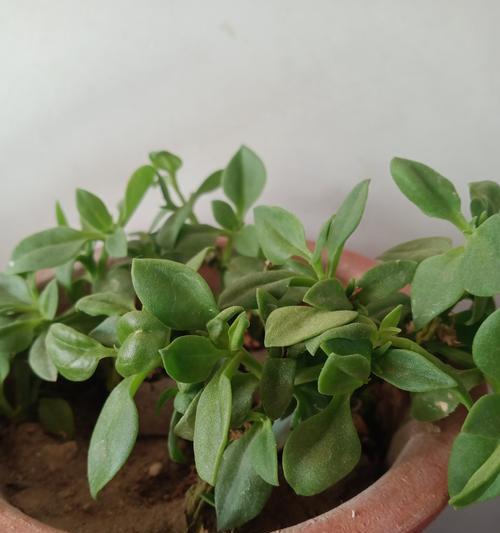 牡丹吊兰什么时候开花？一年开几次花？