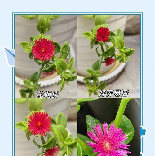 牡丹吊兰什么时候开花？一年开几次花？