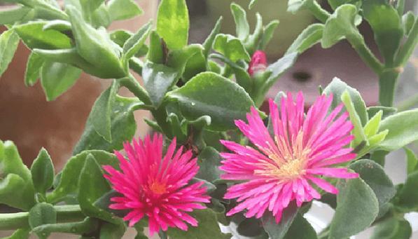 牡丹吊兰什么时候开花？一年开几次花？