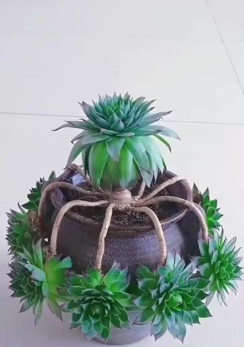 观音莲的养护与繁殖全攻略是什么？有哪些常见问题？