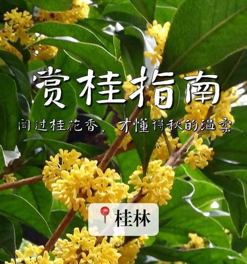 桂花树盆栽如何养护？把诗意桂香请进家需要注意什么？