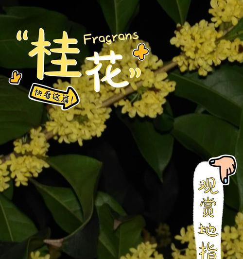 桂花树盆栽如何养护？把诗意桂香请进家需要注意什么？