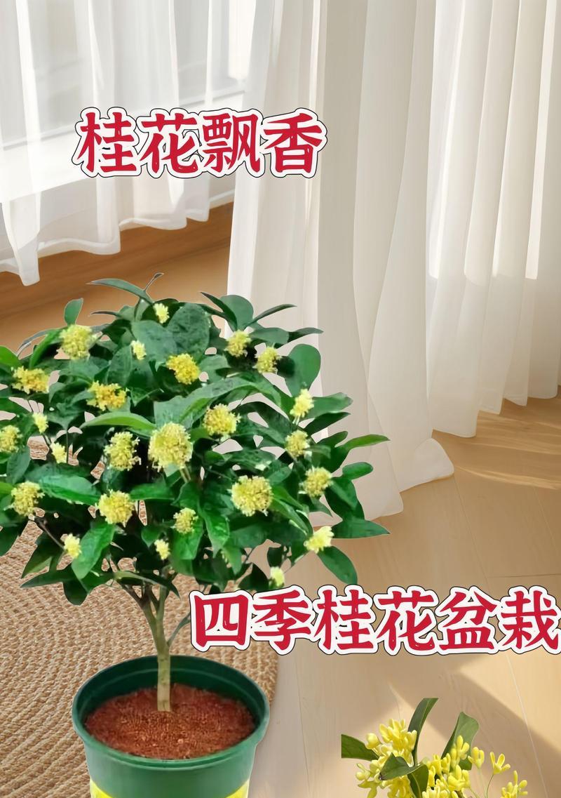 桂花树盆栽如何养护？把诗意桂香请进家需要注意什么？