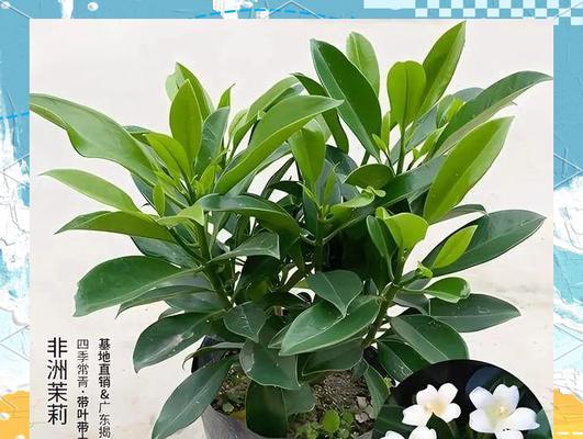 非洲茉莉如何养护？有哪些养护技巧？