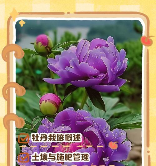 如何轻松养护牡丹花？有哪些家庭种植技巧？