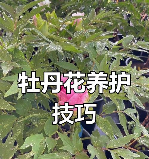 如何轻松养护牡丹花？有哪些家庭种植技巧？