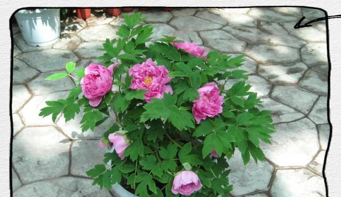 如何轻松养护牡丹花？有哪些家庭种植技巧？