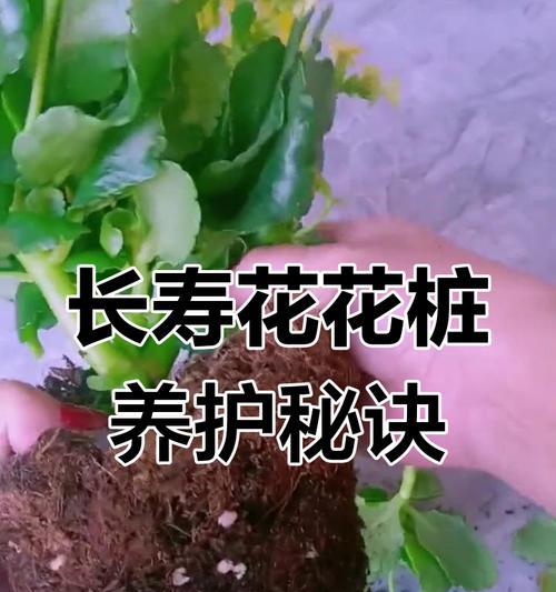 新手如何养护长寿花？有哪些全攻略？