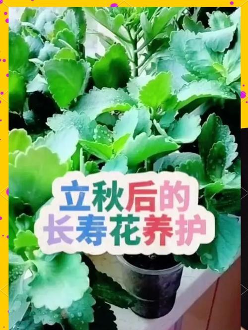 新手如何养护长寿花？有哪些全攻略？