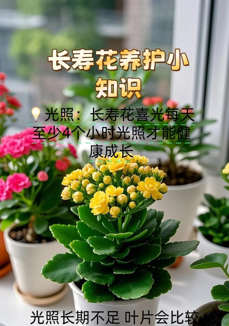 新手如何养护长寿花？有哪些全攻略？