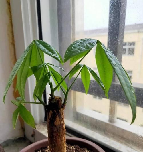 如何养好发财树？记住哪3点最重要？