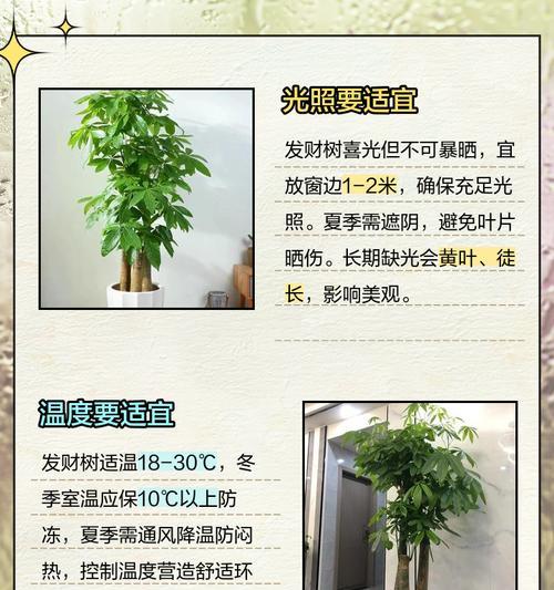 如何养好发财树？记住哪3点最重要？