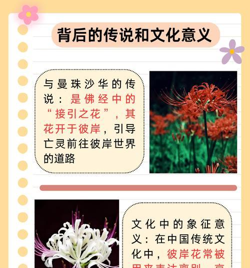 彼岸花有什么寓意？如何解析其寓意？