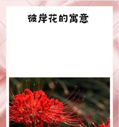 彼岸花有什么寓意？如何解析其寓意？