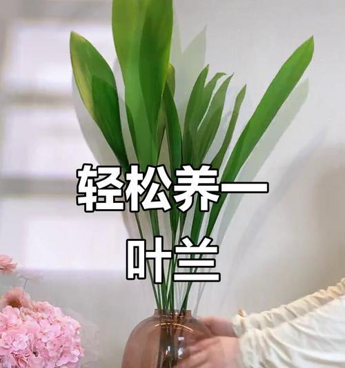 一叶兰有哪些特点？如何养护？