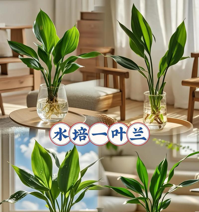 一叶兰有哪些特点？如何养护？