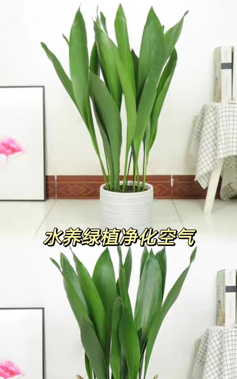 一叶兰有哪些特点？如何养护？