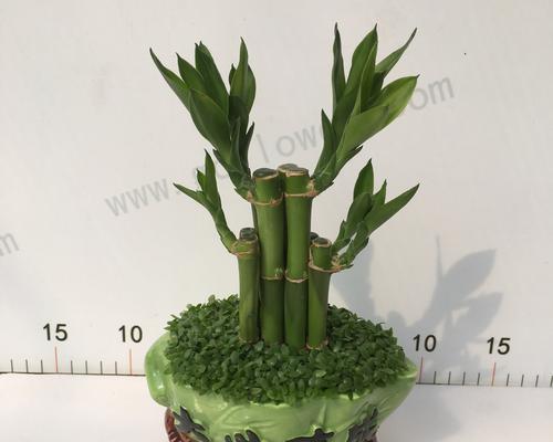 富贵竹如何观赏？有哪些观赏技巧？
