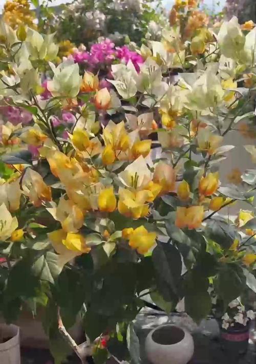 哪5种花少折腾能保命？如何养护？