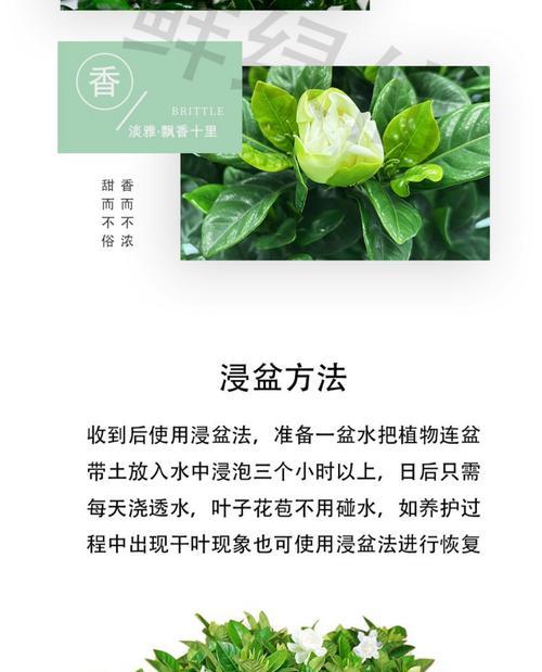 栀子花有哪些品种？如何进行品种盘点？