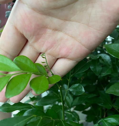 有哪些桌面盆栽推荐？如何选择合适的桌面盆栽？