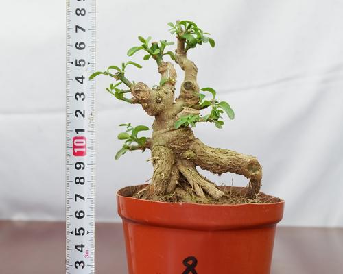 有哪些桌面盆栽推荐？如何选择合适的桌面盆栽？