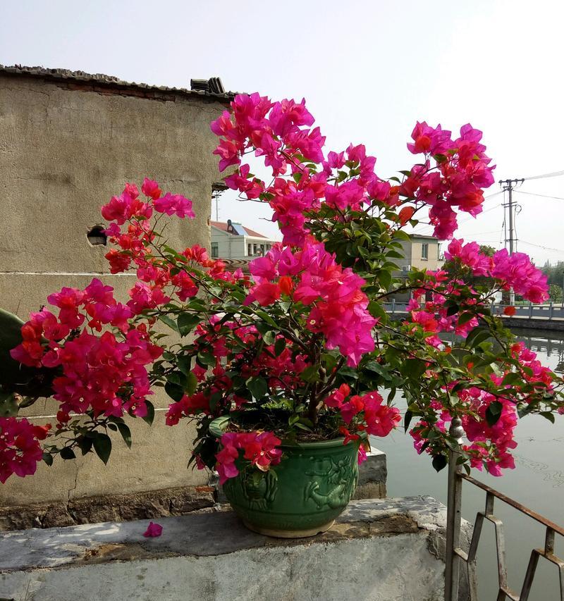 暴雨天如何处理花卉？哪些花天生爱淋雨？