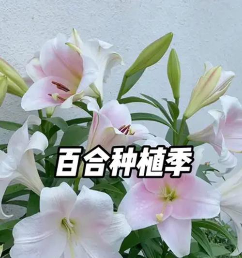 如何选择百合花品种？经典与新贵品种有何不同？
