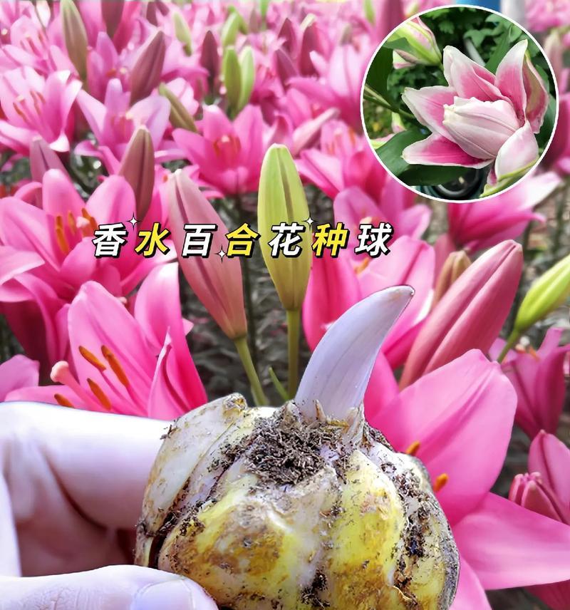 如何选择百合花品种？经典与新贵品种有何不同？