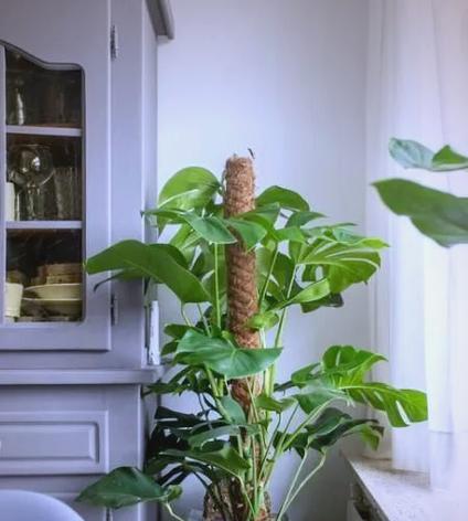 家居植物养护有哪些常见问题？如何解决？
