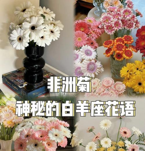 非洲菊花期是什么时候？养护全攻略有哪些要点？