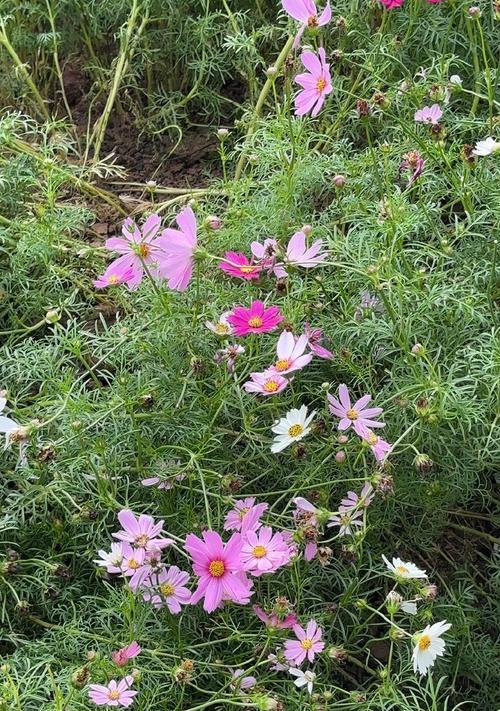 雏菊是常绿的花卉吗？生长环境有哪些要求？