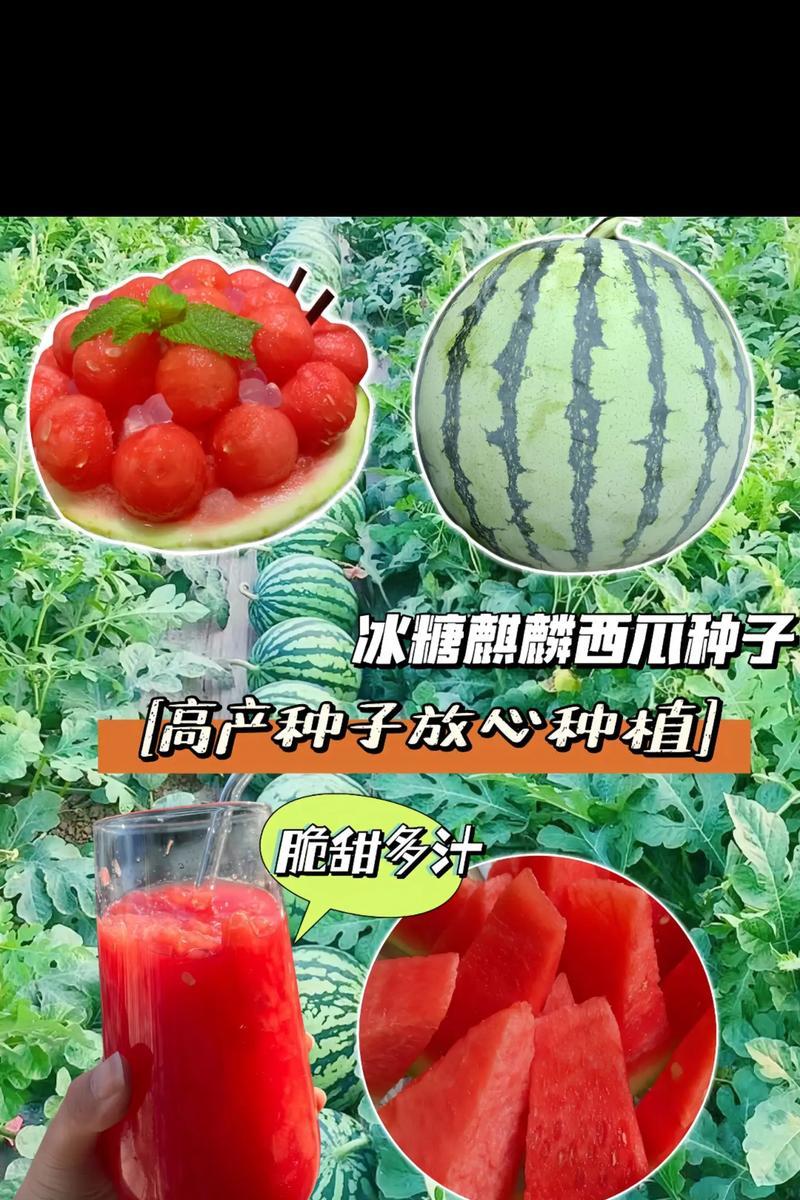西瓜种子催芽技巧有哪些？如何轻松提升发芽率？