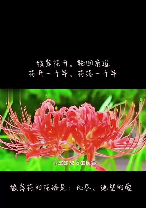 彼岸花的花语和寓意是什么？花语大全有哪些？