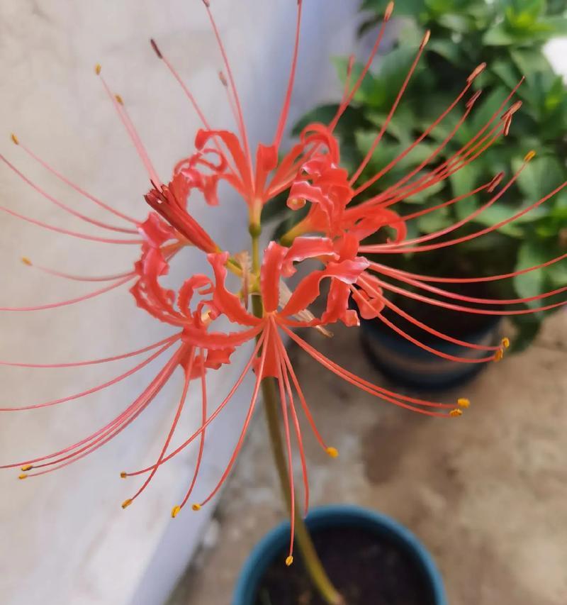 彼岸花的花语和寓意是什么？花语大全有哪些？