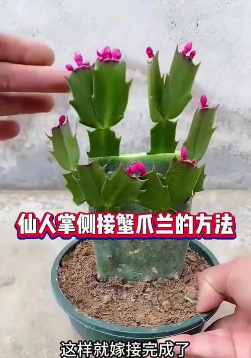 蟹爪兰的养护全攻略有哪些要点？