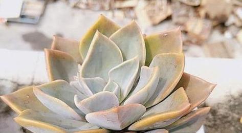 观音莲开花养护指南有哪些要点？