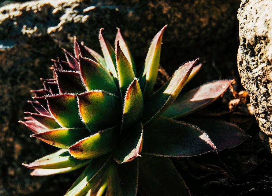 观音莲开花养护指南有哪些要点？