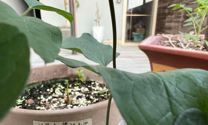 马蹄莲开花记录有哪些？变色过程及复花经验是什么？