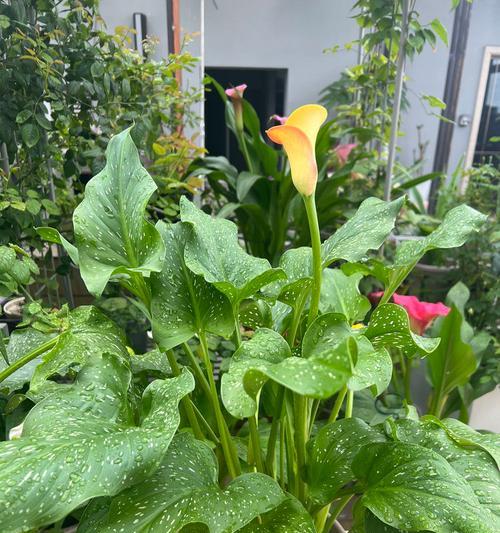 马蹄莲开花记录有哪些？变色过程及复花经验是什么？