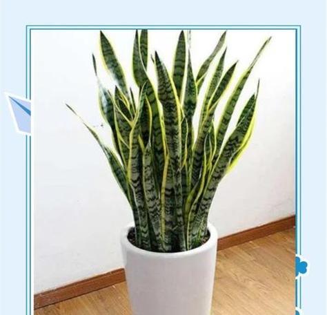 花卉虎尾兰有哪些特点？养护需要注意什么？