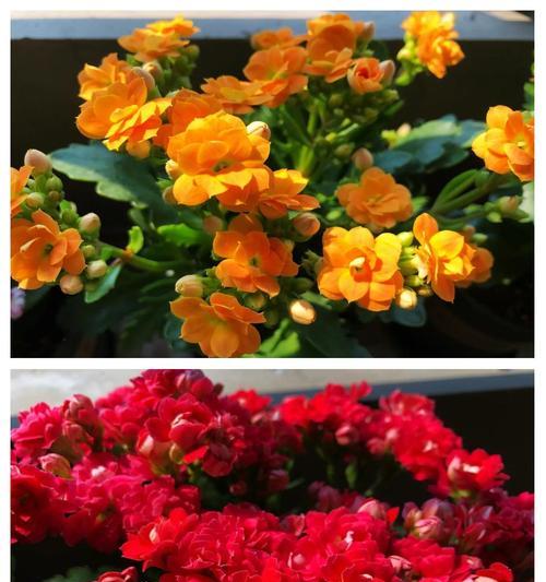 5月长寿花的花期将尽，建议做哪4件事？入秋如何爆花？