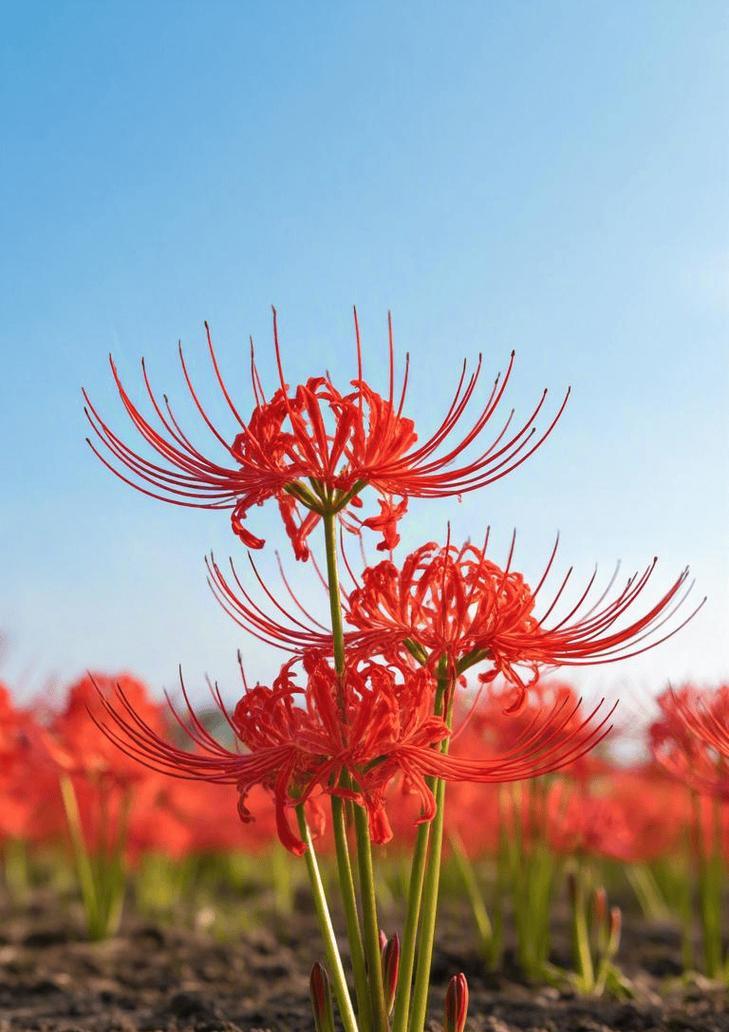 彼岸花的花语和象征意义是什么？