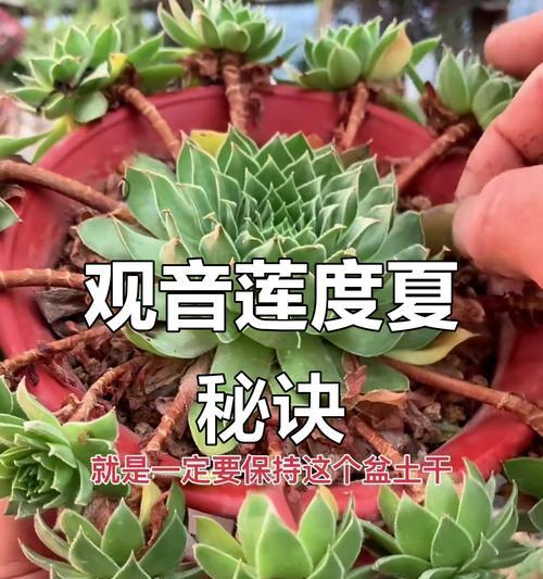 观音莲爆盆养护技巧有哪些？